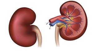 PunjabKesari,किडनी इमेज फोटो ,kidney image photo