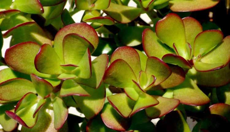 PunjabKesari, क्रोसुला मनी प्लांट, Crassula Money Plant