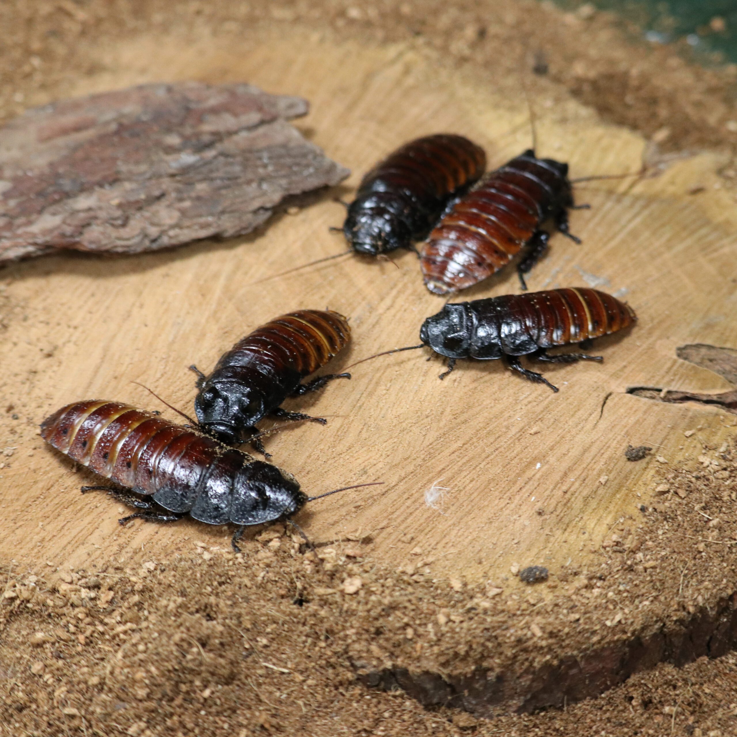 Cockroach astrology
