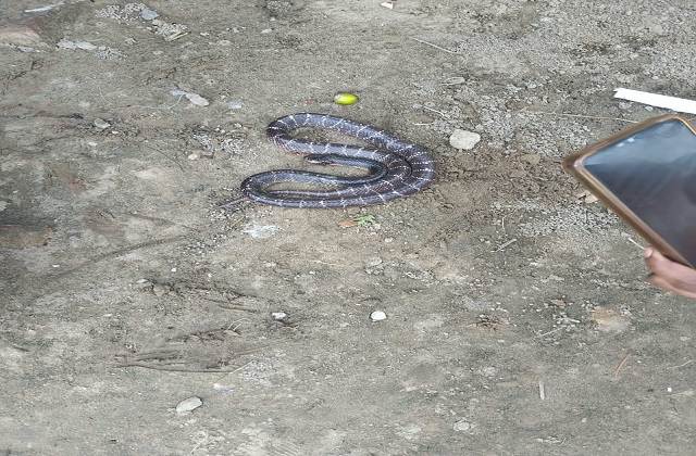 snake incident