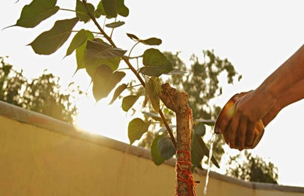 PunjabKesari, पीपल, पीपल का पेड़, Peepal, Peepal Tree