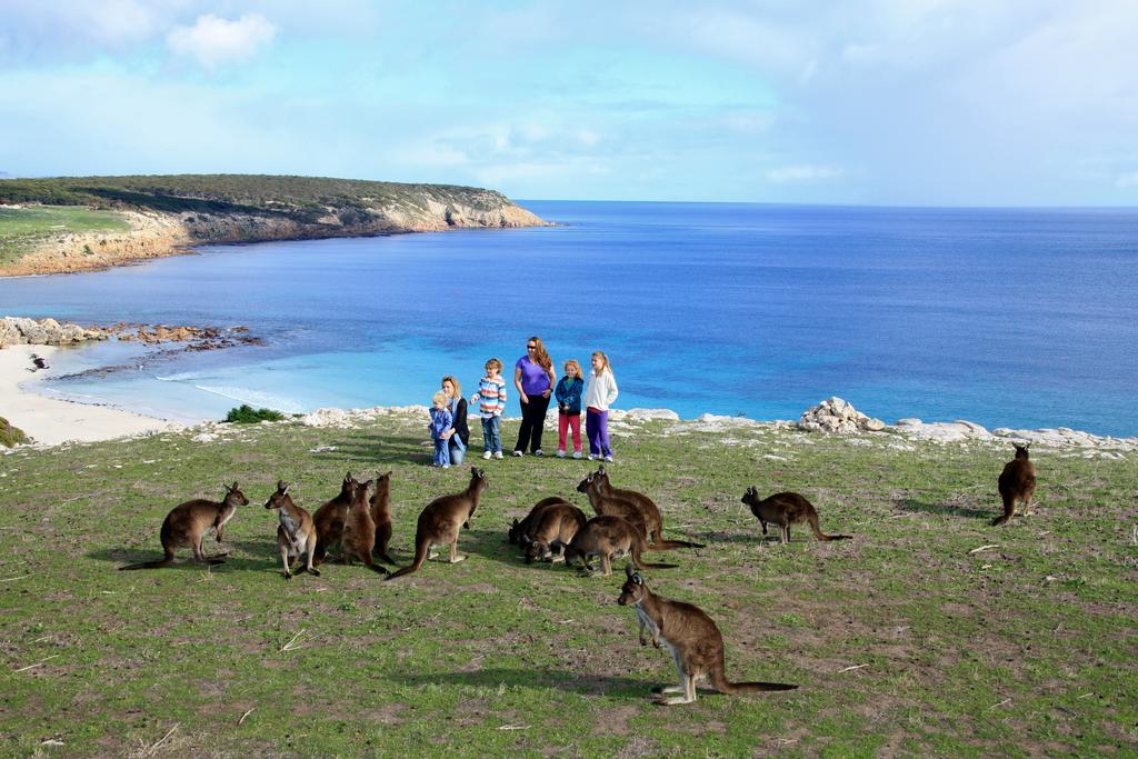 PunjabKesari,nari,kangaroo island