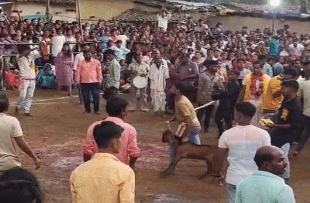 PunjabKesari , Chhattisgarh, Raigarh, Sharad Purnima, Manakeshwari Devi Temple, Human Sacrifice, Goat Sacrifice, Tribal Ritual, Ancient Tradition, Indian Temple Rituals, Religious Ceremony, Viral Video, Spiritual Beliefs