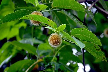 PunjabKesari