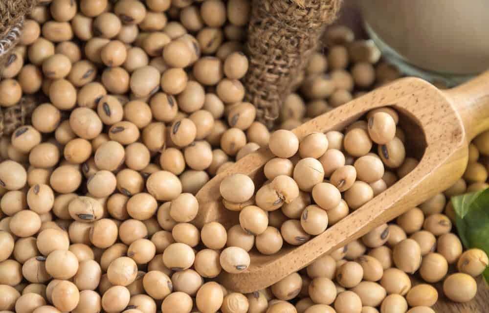 PunjabKesari, soybeans