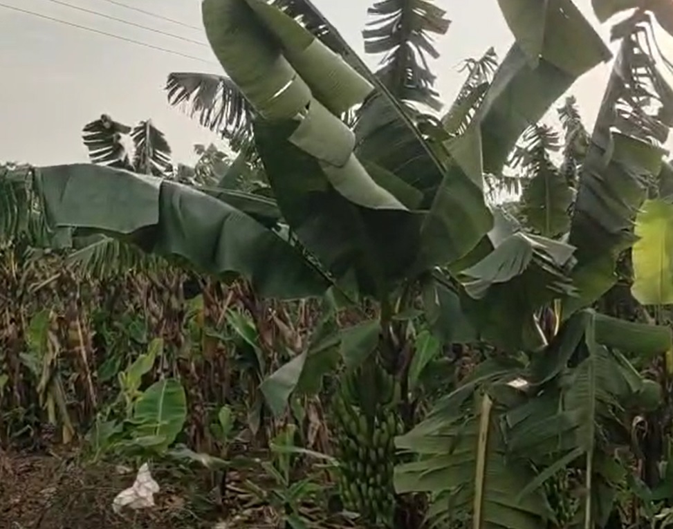 PunjabKesari, Banana Farmers, Burhanpur, MSP Demand, Farmer Protest, Agricultural Crisis, Bhaskar Mahajan, Mohan Patil, Market Rates, Crop Loss, Viral Attack On Crops, Farmer Movement, Mandi Sevak, Maharashtra Comparison, Farmer Rights, Rural News