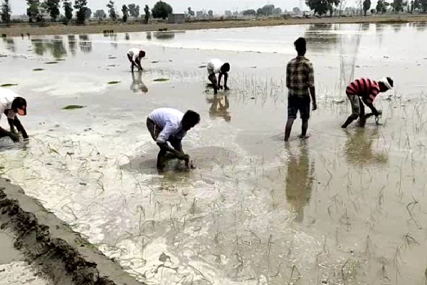 PunjabKesari, harvesting