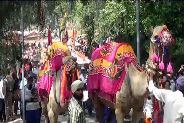 PunjabKesari, Camel Image