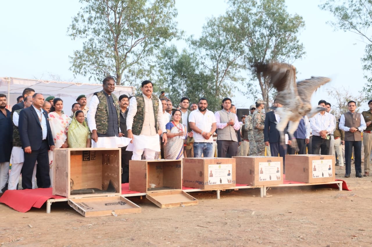 PunjabKesari,  Mohan Yadav, Halali Dam, Vulture Conservation, Gyps Indicus, Cinereous Vulture, Madhya Pradesh, Wildlife SOS, WWF India