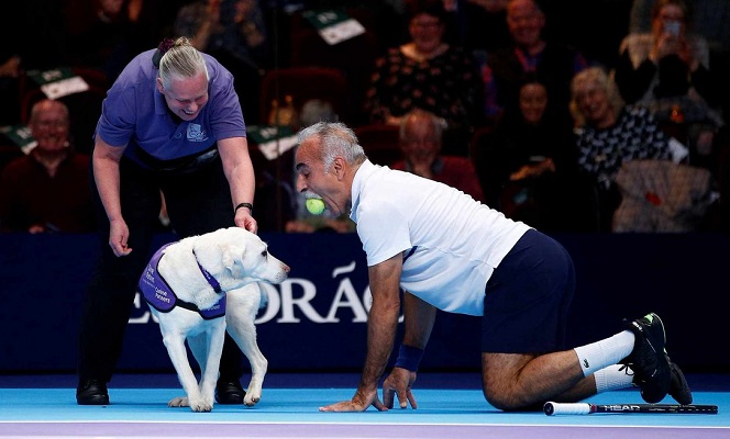 Ball Boy Dog in Tennis