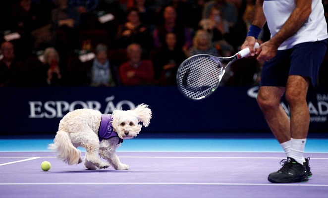 Ball Boy Dog in Tennis