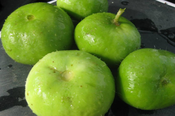 सिर्फ सब्जी ही नहीं सेहत के लिए भी फायदेमंद है टिंडे