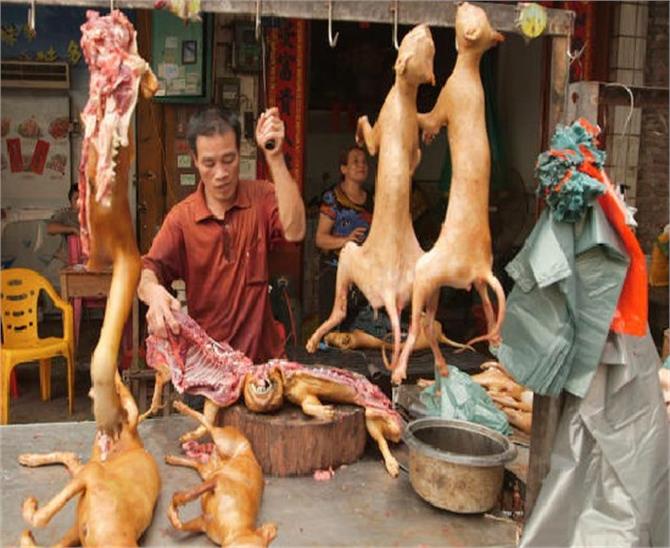 चीन का यूलीन डॉग फैस्टीवल, लोग शौक से खाते हैं कुत्ते का मांस