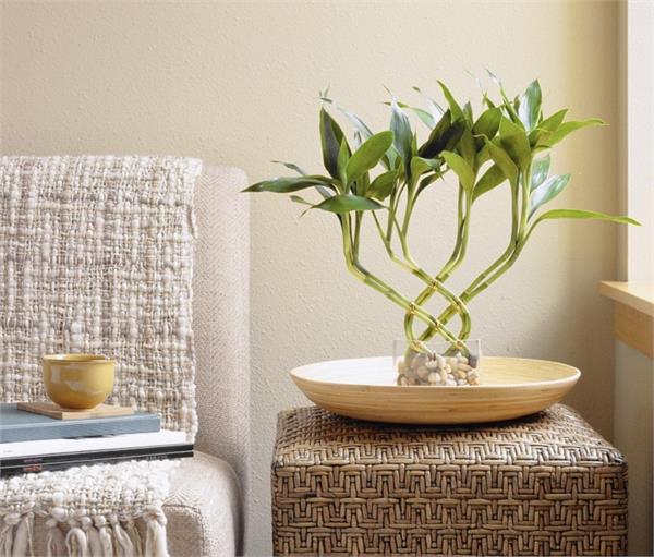 घर में लगाएं Bamboo Plant, मिलेंगे कई फायदे