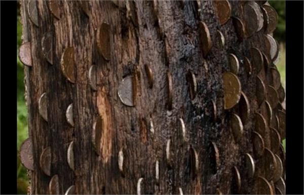 एक एेसा पेड़ जिस पर फल नहीं,लगते है पैसे!