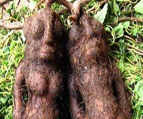 इस पौधे की जड़ों से निकलते हैं इंसान के पुतले!