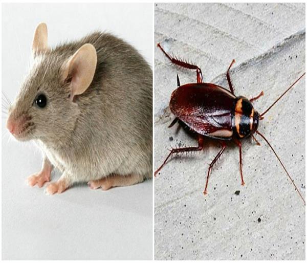 ये सस्ते तरीके अपनाएं और कॉकरोच-चूहों को घर से दूर भगाएं