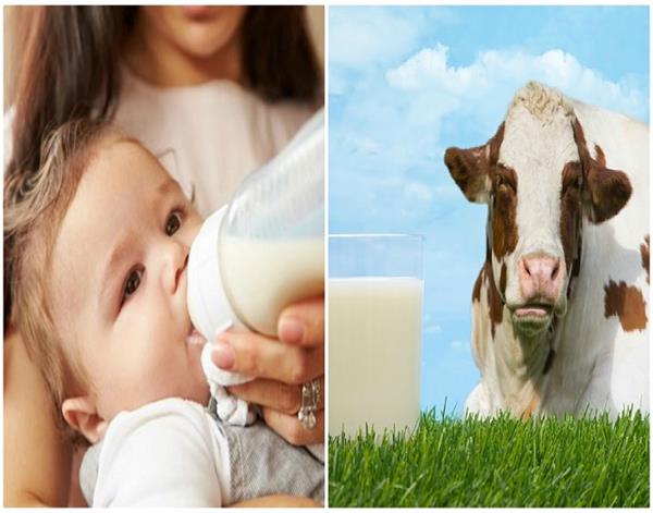 नवजात शिशुओं के लिए खतरनाक है गाय का दूध !