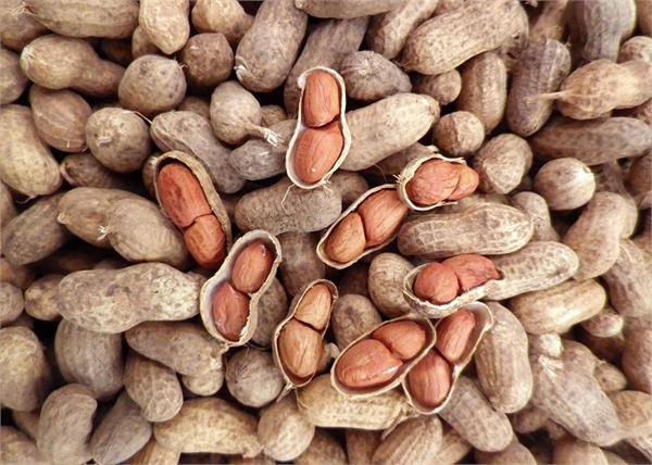 सर्दियों में जरूर खाएं मूंगफली, इससे मिलेंगे आपको 8 फायदे