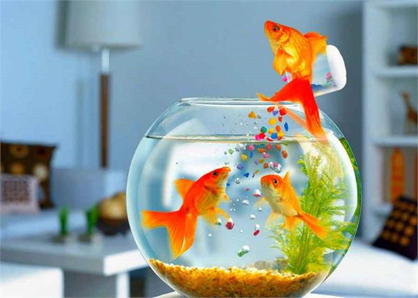 सही दिशा में रखें फिश एक्वेरियम, तभी मिलेंगे ये 7 फायदे