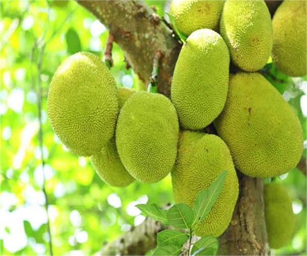 कटहल से बढ़ाएं चेहरे की खूबसूरती
