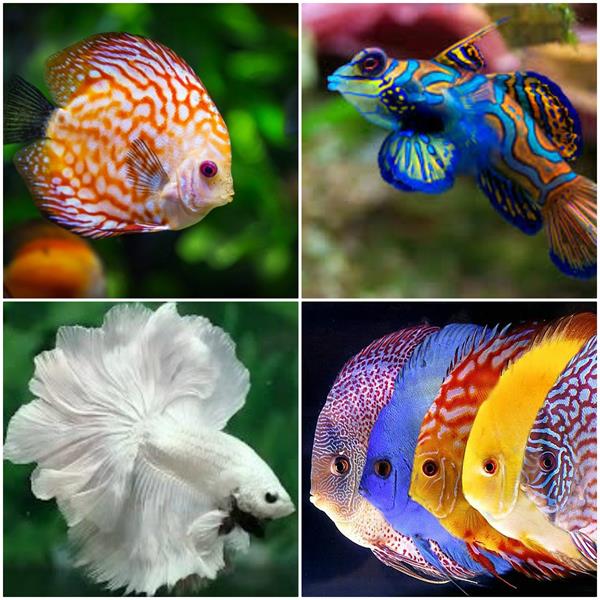 ये हैं दुनिया की सबसे खूबसूरत मछलियां