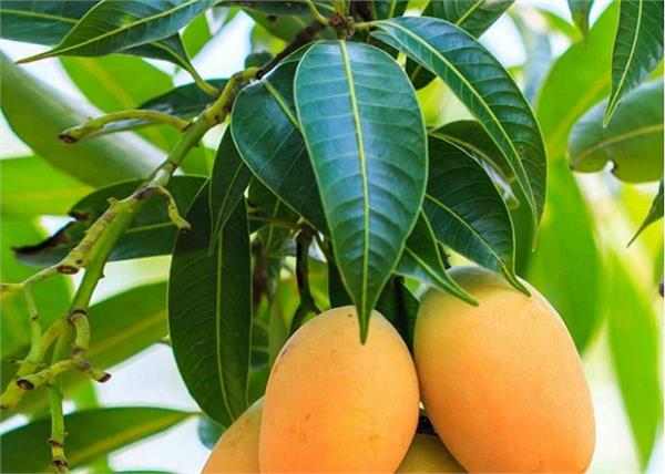शुगर हो या ब्लड प्रेशर, हर बीमारी का इलाज हैं आम के पत्ते - health-benefits-of-mango-leaf - Nari Punjab Kesari