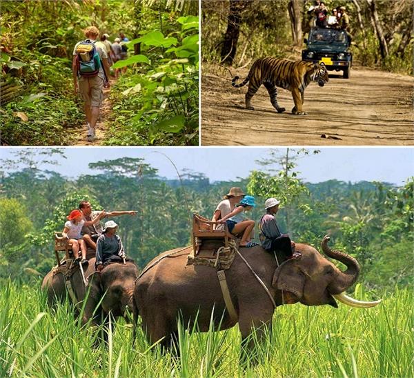 हिल स्टेशन नहीं, छुट्टियों में बच्चों को कराएं जंगल सफारी की सैर