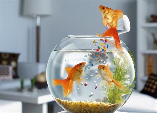 Vastu Tip: घर के किस कोने में रखें एक्वेरियम, कितनी होनी चाहिए मछलियां ?- Nari