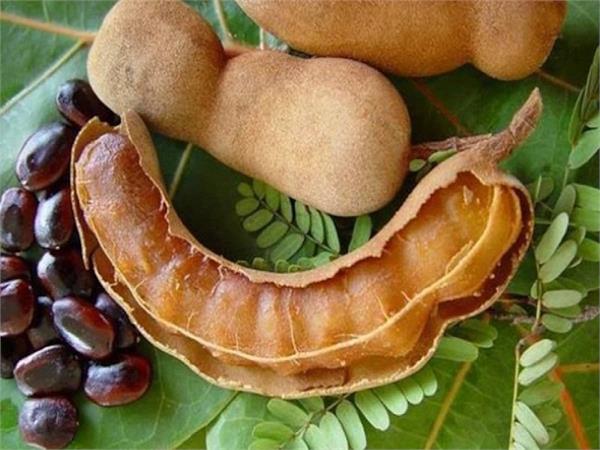 इमली की पत्तियों से कंट्रोल होगी शुगर, जानिए और भी कई लाजवाब फायदे