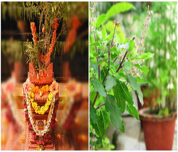 घर पर यूं करें तुलसी विवाह, जानें पूजा का शुभ मुहूर्त और विधि