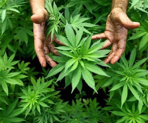 अब भांग से होगा कैंसर का इलाज! सरकार ने भी दी मंजूरी