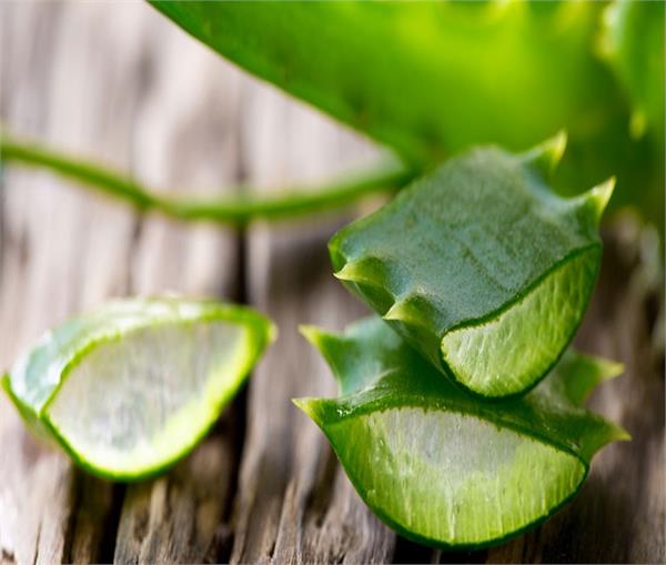 एलोवेरा जेल 1 लाभ अनेक, आज से ही शुरु करें इस्तेमाल