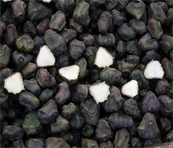 डाइट में शामिल करें यह 1 चीज, मिलेंगे बेहतरीन फायदे