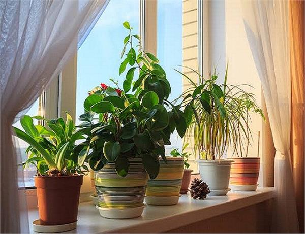 वास्तु के अनुसार जानें कौन-सा पौधा कैसे भरेगा जीवन में रंग?