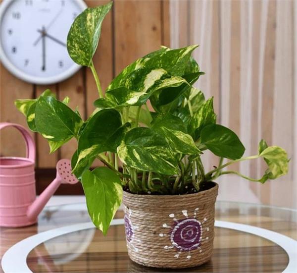 Vastu Tips: फायदे की बजाए नुकसान पहुंचाता है गलत दिशा में रखा मनी प्लांट