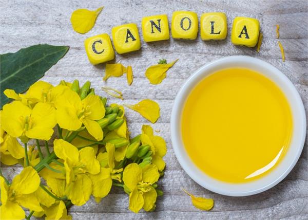 सेहत और ब्यूटी दोनों के लिए जरूरी है Canola Oil, जानें इसके 10 बड़े फायदे
