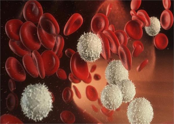 तेजी से व्हाइट ब्लड सेल्स बढ़ाते हैं ये 6 फूड्स, डाइट में करें शामिल