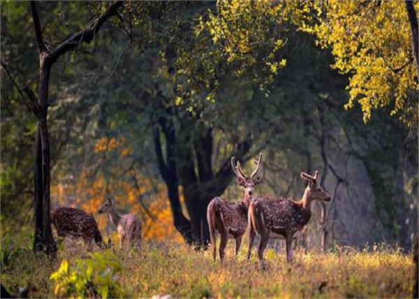 हिल स्टेशन नहीं, इस बार करें इन 4 जंगल की सफारी, एडवेंचर्स के लिए बेस्ट
