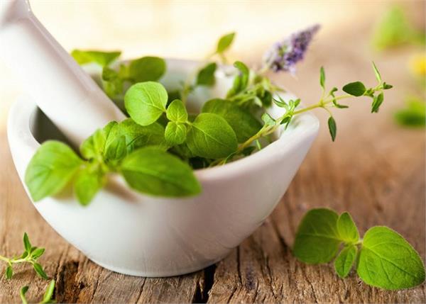 याददाश्त बढ़ाती हैं तुलसी की पत्तियां, बस जान लें इसे खाने का सही तरीका