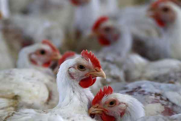 भारत बर्ड फ्लू मुक्त घोषित, अब तक मारे गए 83 लाख पक्षी - india declared bird flu free 83 lakh birds killed so far