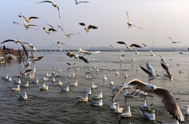 साइबेरियन बर्ड्स 