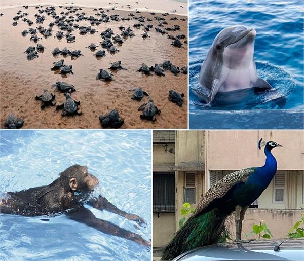 कुदरत के अनोखे रूप, बंदरों ने की स्विमिंग तो सनबॉथ लेने निकले मगरमच्छ