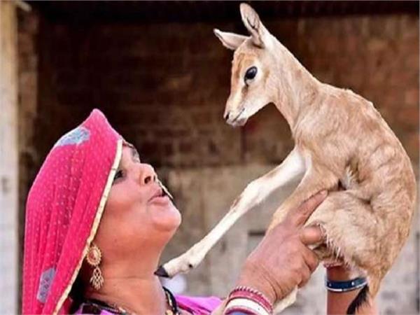 Mother's Day Special: एक मां ऐसी भी... हिरणों पर बरसाई ममता, पिलाया अपना दूध