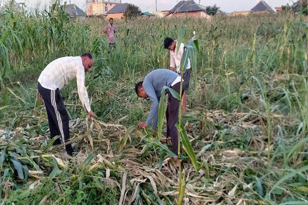 wild animals ravaged 2 acres of maize crop in rajwal