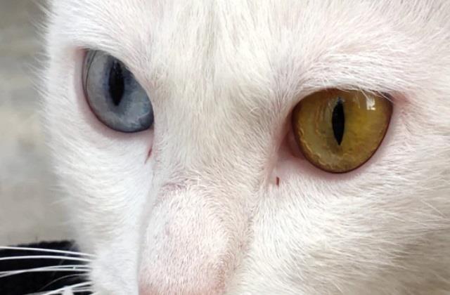 MP में मिली दुर्लभ प्रजाति की बिल्ली, एक आंख नीली तो दूसरी पीली,  अंतरराष्ट्रीय मार्केट में डॉलर में है कीमत - rare species cat found in mp  one eye blue and other