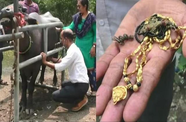 चारा समझकर भैंस निगल गई 2 लाख का मंगलसूत्र, डॉक्टर ने बेजुबान का पेट चीरकर निकाला बाहर