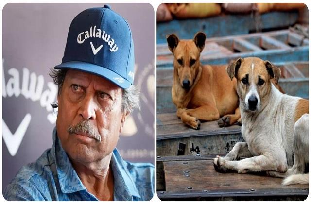 आवारा पशुओं  का दर्द समझते हैं कपिल देव, जानवरों के प्रति क्रूरता के खिलाफ पहुंचे Delhi High Court