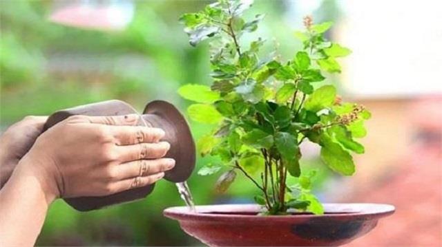 Tulsi Tips: घर में तुलसी का पौधा है तो इन 2 गलतियों से बचें, वरना पूजा का फल नहीं मिलेगा