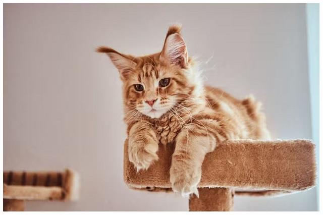 दिवाली की रात अगर घर में बिल्ली दिख जाए तो क्या होता है? जानिए शुभ-अशुभ संकेत